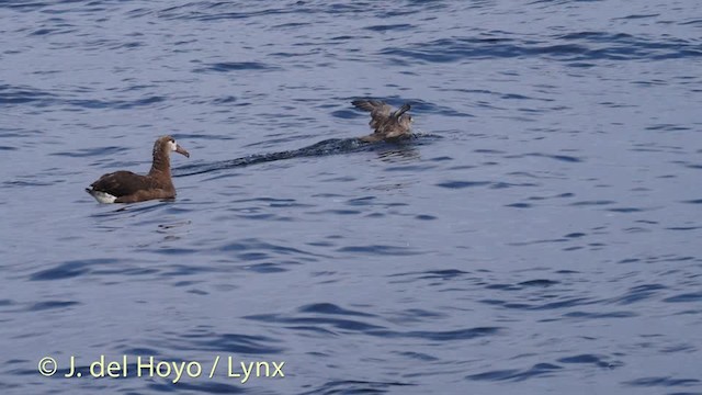 Northern Fulmar (Pacific) - ML201476931