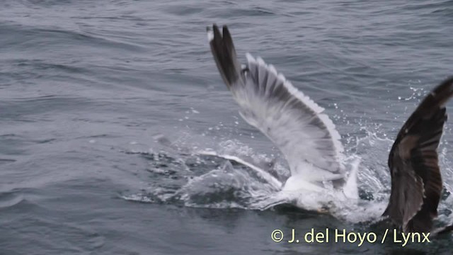 Western Gull - ML201476971