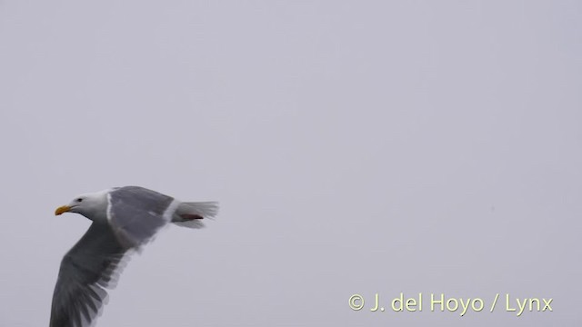 Western Gull - ML201476991