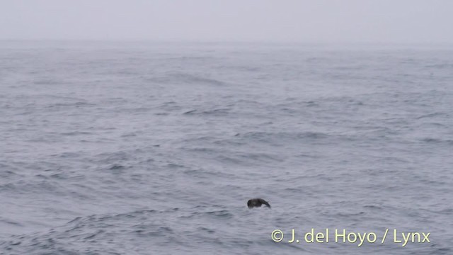 Vacher à tête brune - ML201477031