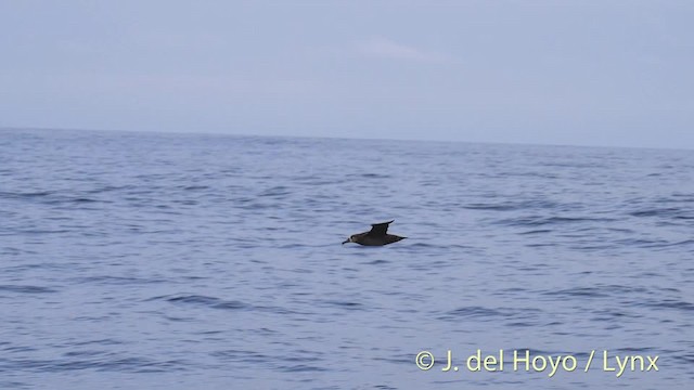 Black-footed Albatross - ML201477111