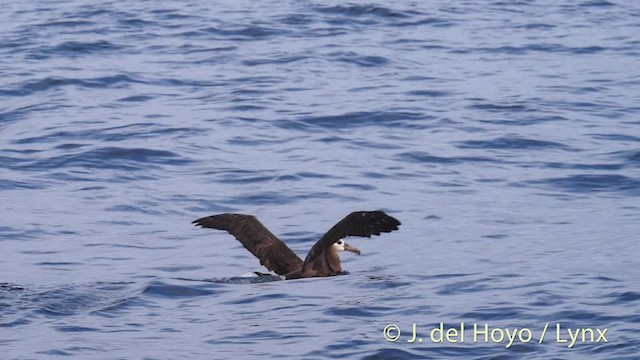 Black-footed Albatross - ML201477121