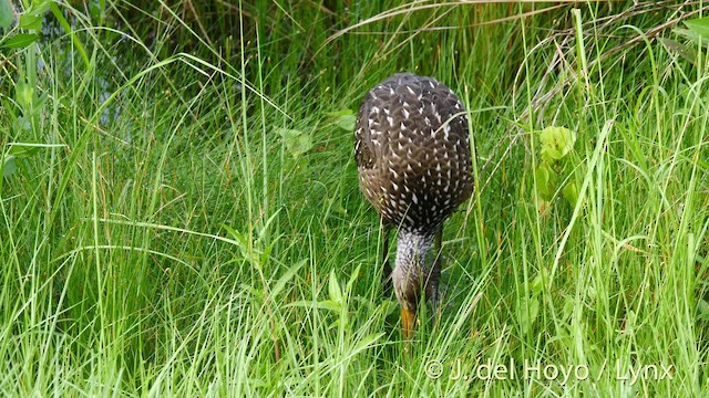 Limpkin (Speckled) - ML201477311