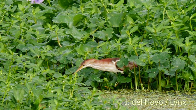 Least Bittern - ML201477341