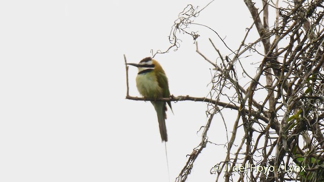 White-throated Bee-eater - ML201477381