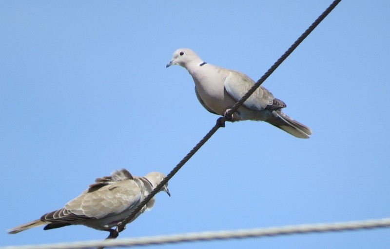 Eurasian Collared-Dove - ML20147741