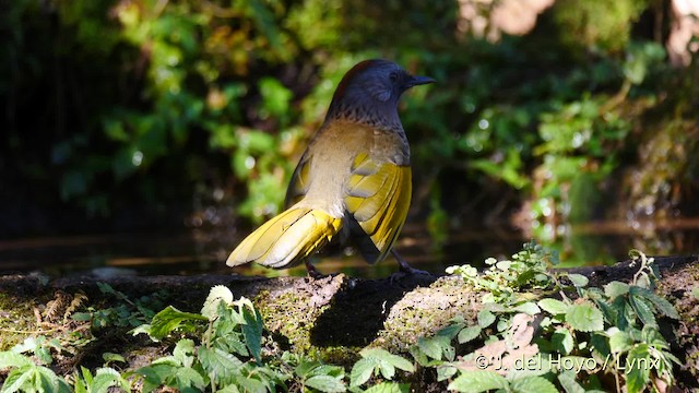 Assam Laughingthrush - ML201477461