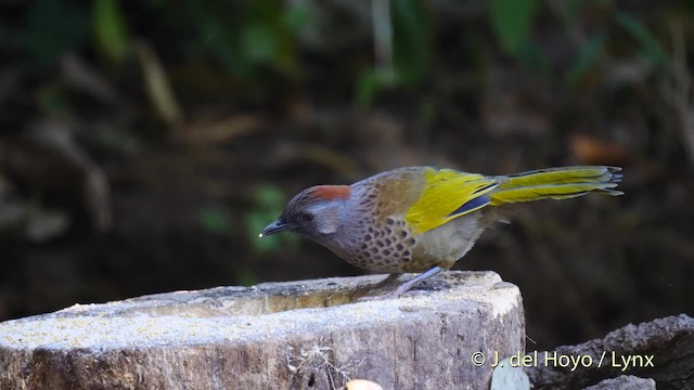 Assam Laughingthrush - ML201477471