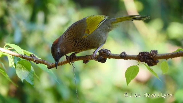 Assam Laughingthrush - ML201477481