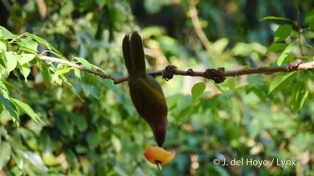 Assam Laughingthrush - ML201477491