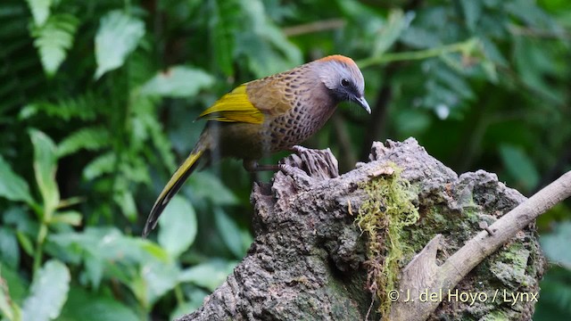 Assam Laughingthrush - ML201477501