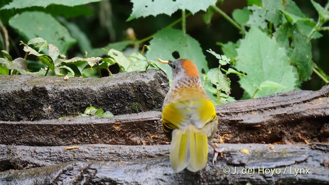 Assam Laughingthrush - ML201477511