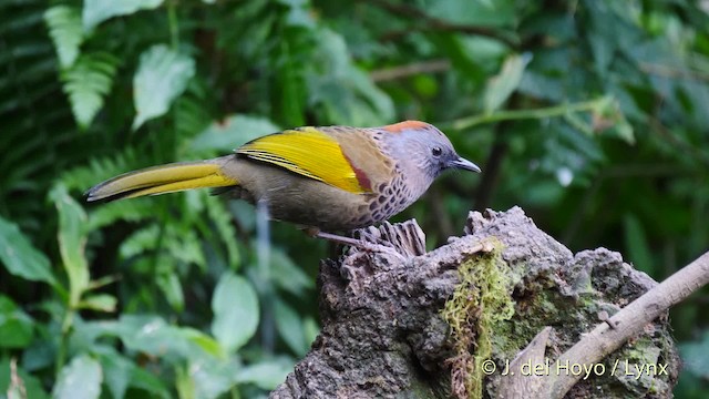 Assam Laughingthrush - ML201477521