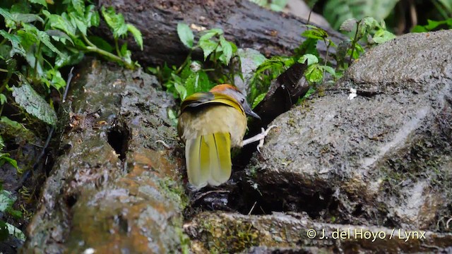 Assam Laughingthrush - ML201477531