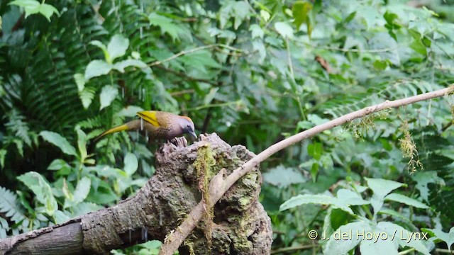 Assam Laughingthrush - ML201477541