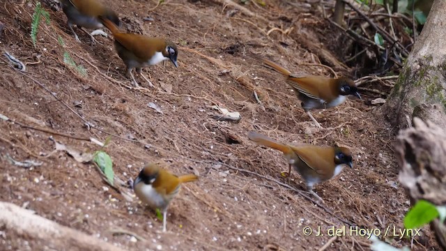 Gray-sided Laughingthrush - ML201477551