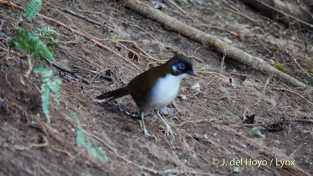 Gray-sided Laughingthrush - ML201477571