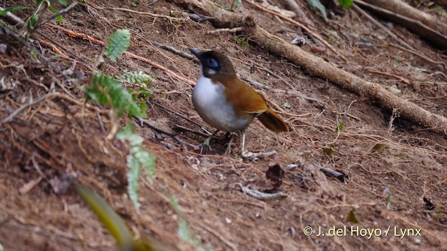 Gray-sided Laughingthrush - ML201477591