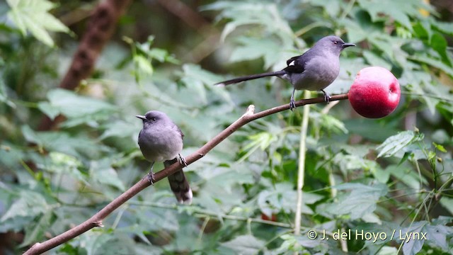 Long-tailed Sibia - ML201477691