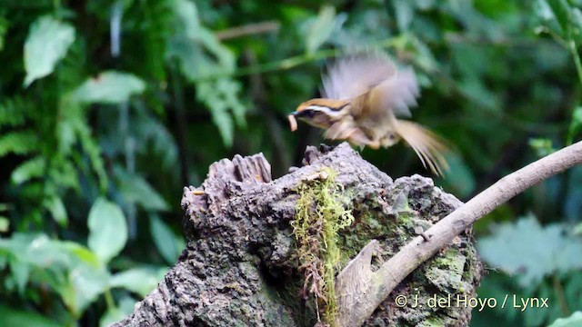 Rusty-capped Fulvetta - ML201477881