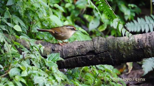 Rusty-capped Fulvetta - ML201477891