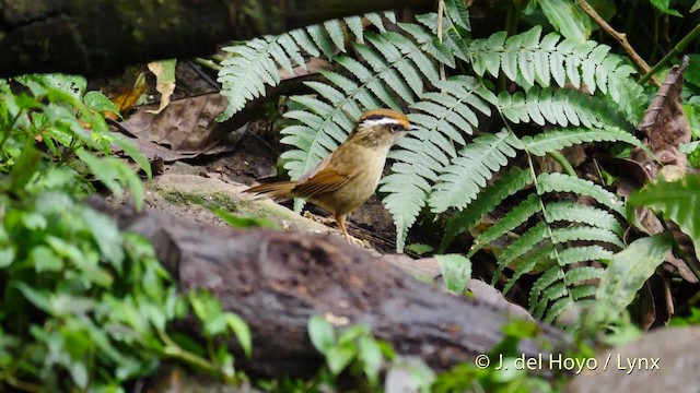 Rusty-capped Fulvetta - ML201477901