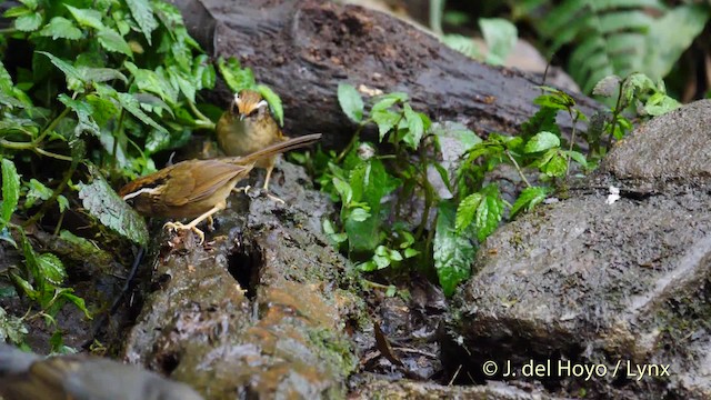 Fulveta Coronirrufa - ML201477911