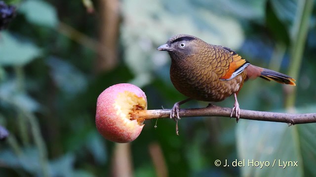 Blue-winged Laughingthrush - ML201477921