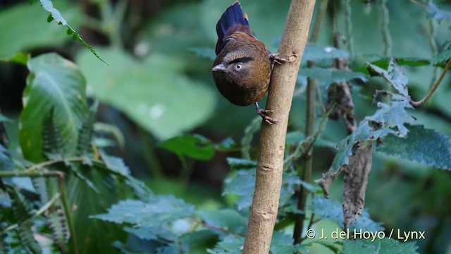 Blue-winged Laughingthrush - ML201477931