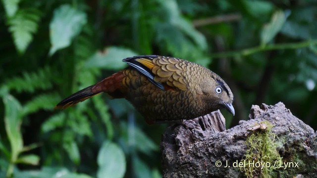 Blue-winged Laughingthrush - ML201477941