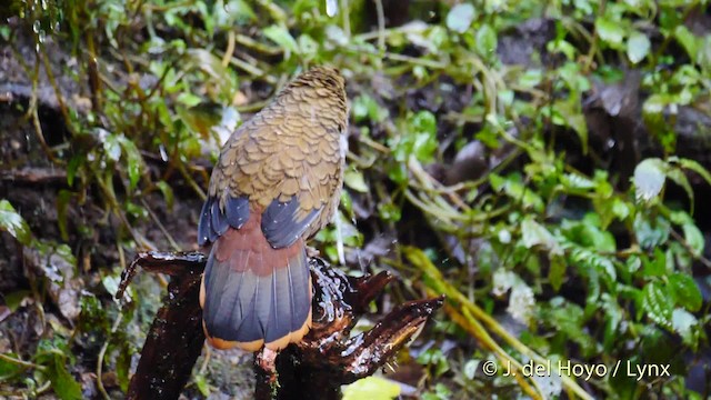 Blue-winged Laughingthrush - ML201477951