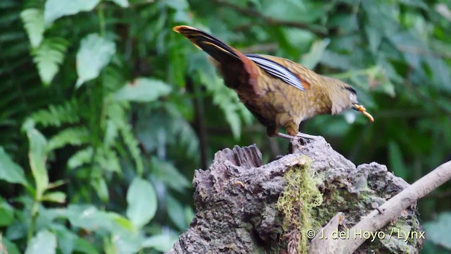 Blue-winged Laughingthrush - ML201477961