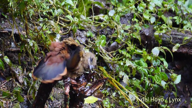 Blue-winged Laughingthrush - ML201477971