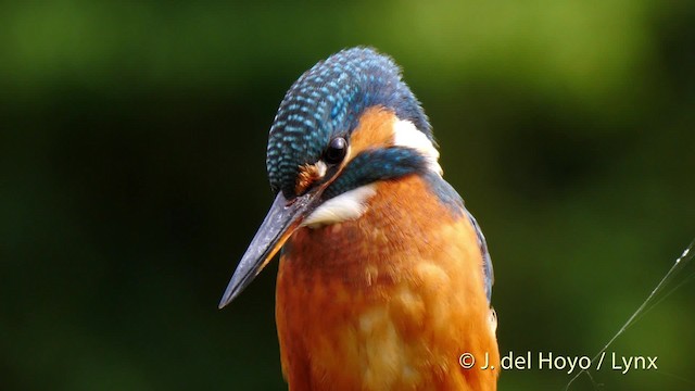 Common Kingfisher (Common) - ML201478011