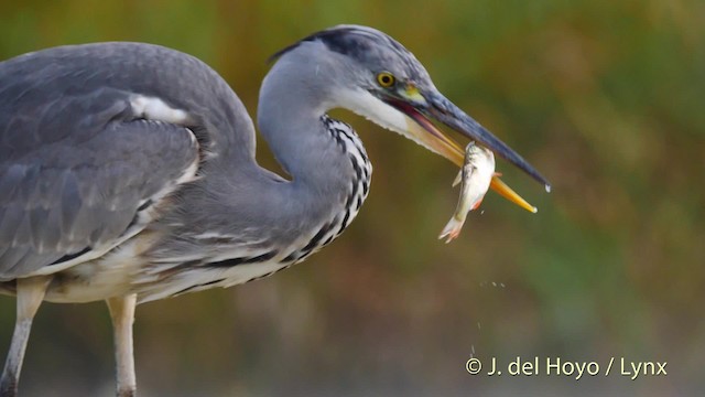 Gray Heron (Gray) - ML201478111