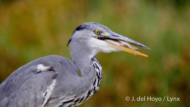 Gray Heron (Gray) - ML201478201