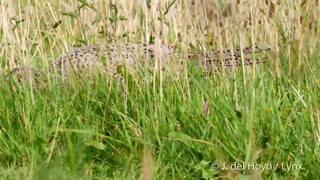 Ring-necked Pheasant - ML201478231