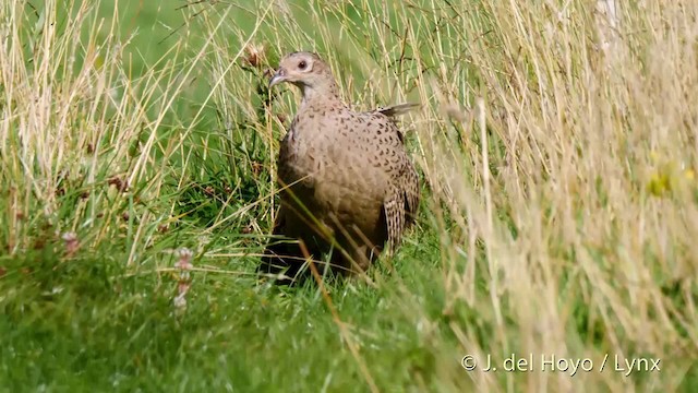 Ring-necked Pheasant - ML201478241