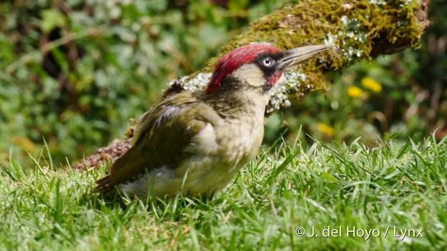 Eurasian Green Woodpecker (Eurasian) - ML201478261