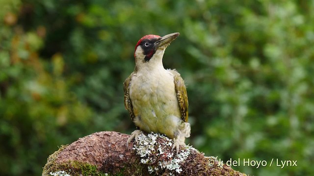 Eurasian Green Woodpecker (Eurasian) - ML201478271