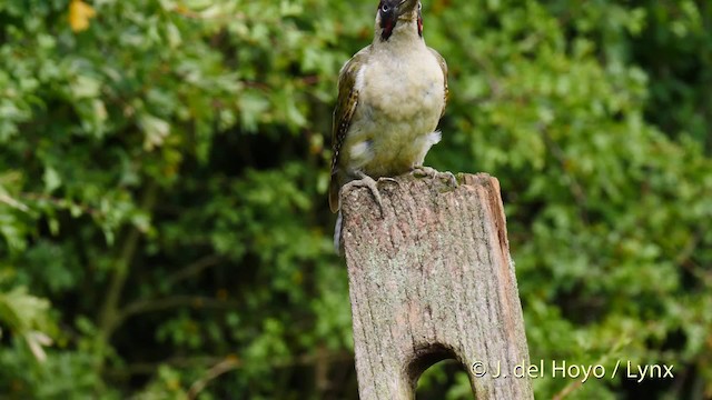 Eurasian Green Woodpecker (Eurasian) - ML201478281