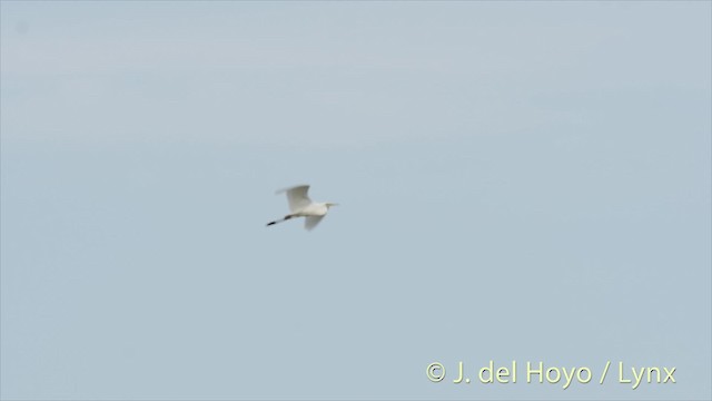 Great Egret (alba) - ML201478561