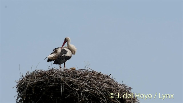 White Stork - ML201478581