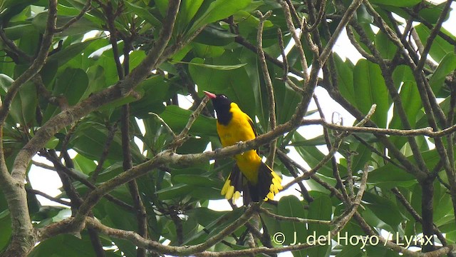 ハグロコウライウグイス - ML201478651