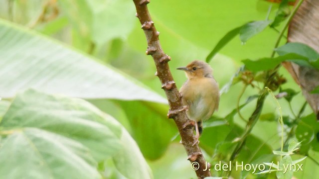 アカガオセッカ（erythrops グループ） - ML201478701