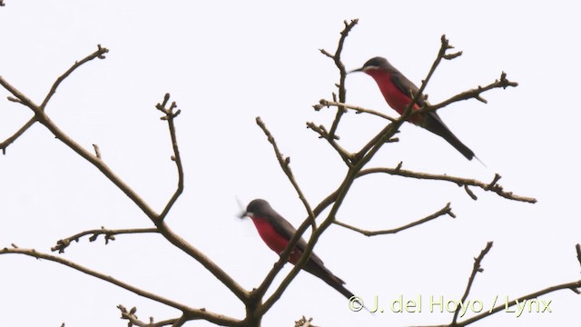 Rosy Bee-eater - ML201478711