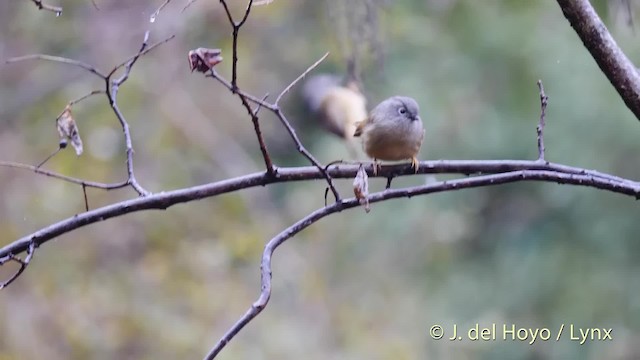 guangdongfulvetta - ML201478731