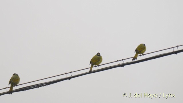 Collared Finchbill - ML201478791