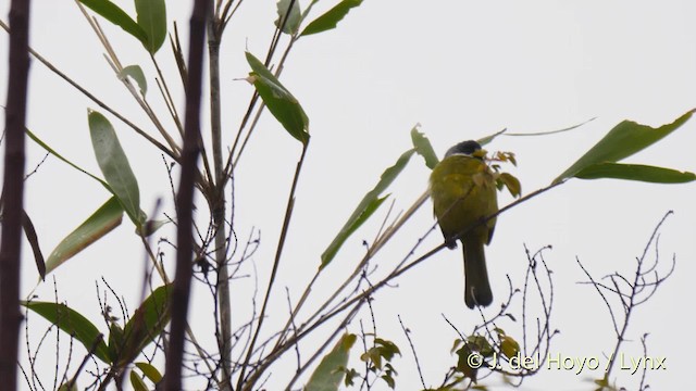 Collared Finchbill - ML201478801