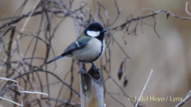 Japanese Tit (commixtus) - ML201478811